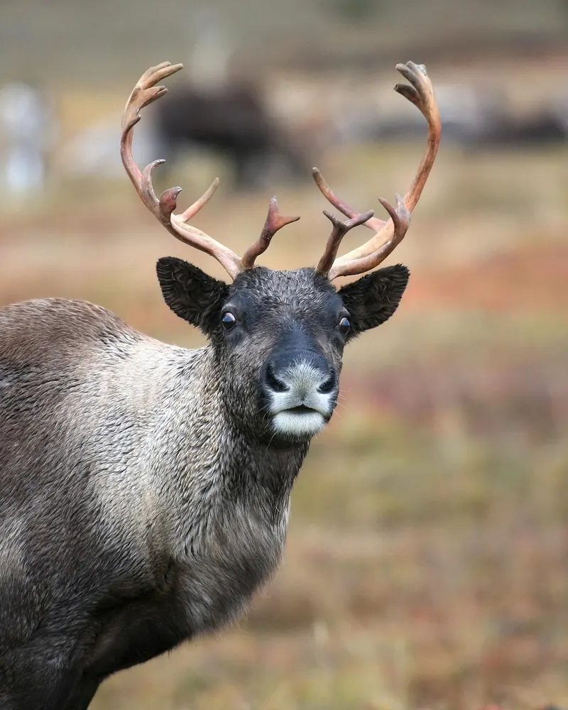 Reindeer the herd pasture