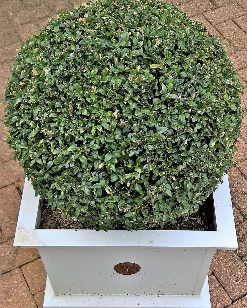 Plant boxwood boxwood ball