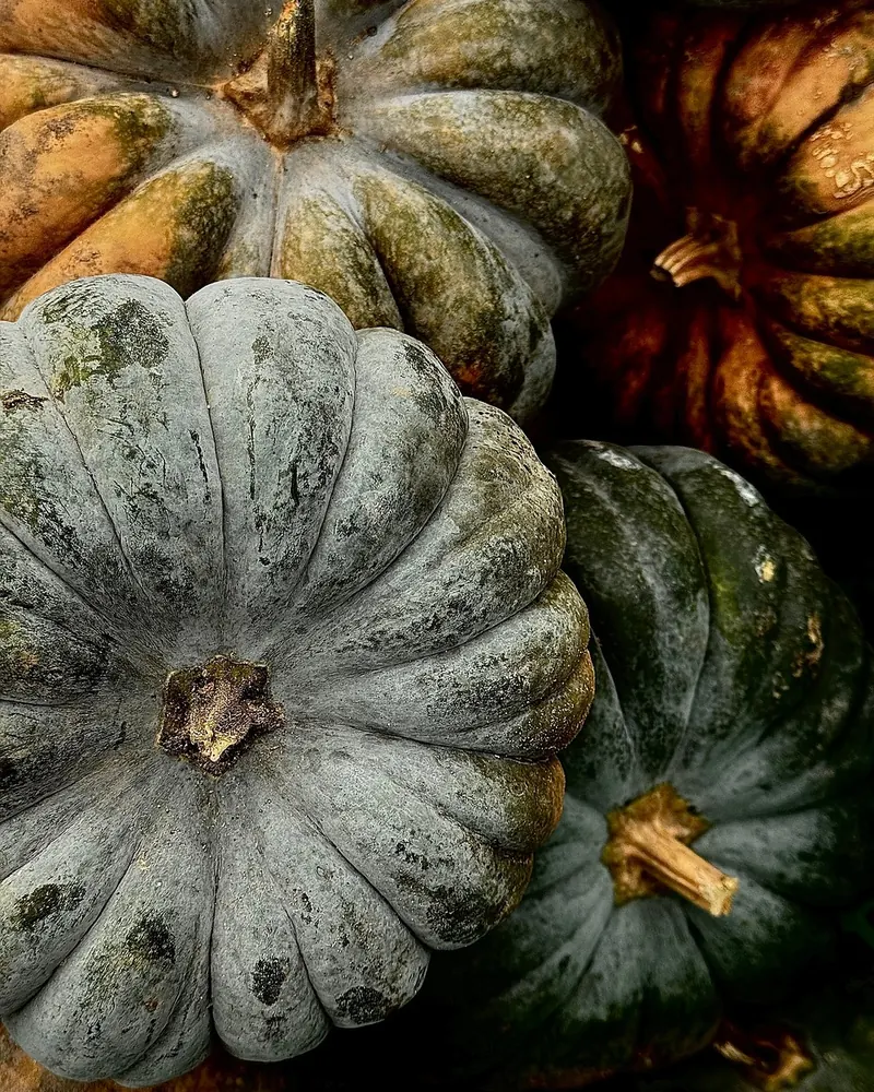 Pumpkins beautiful wallpaper halloween