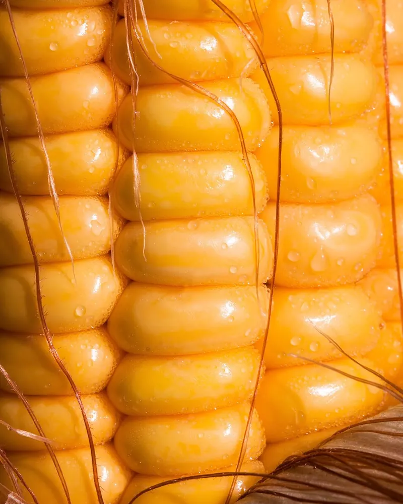 Corn corn kernels corn on the cob