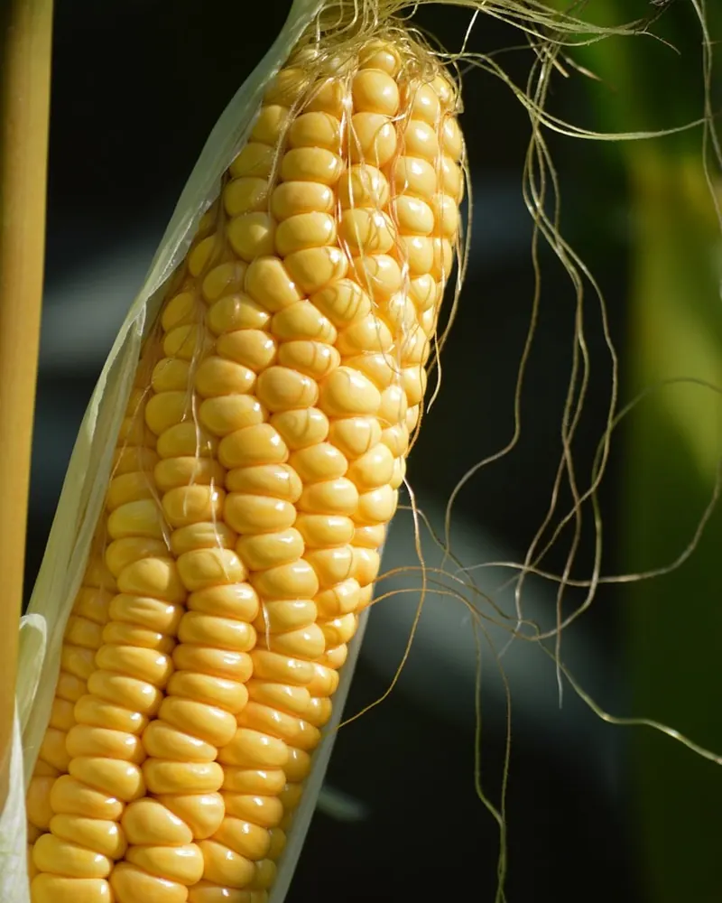 Corn cob grain