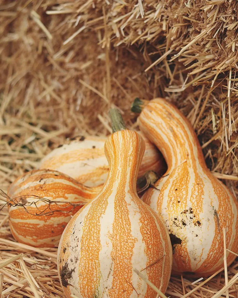 Pumpkins gourds vegetables