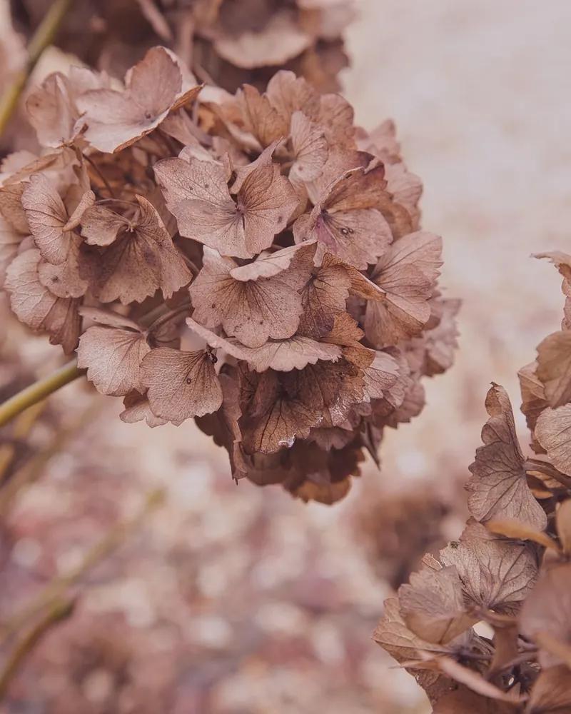 Dried flowers beautiful flowers hydrangea