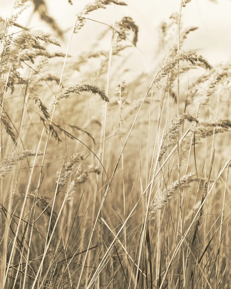 Dry dried grass