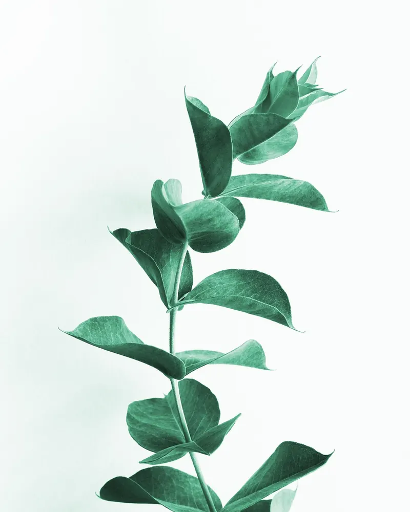 Eucalyptus leaves leaf