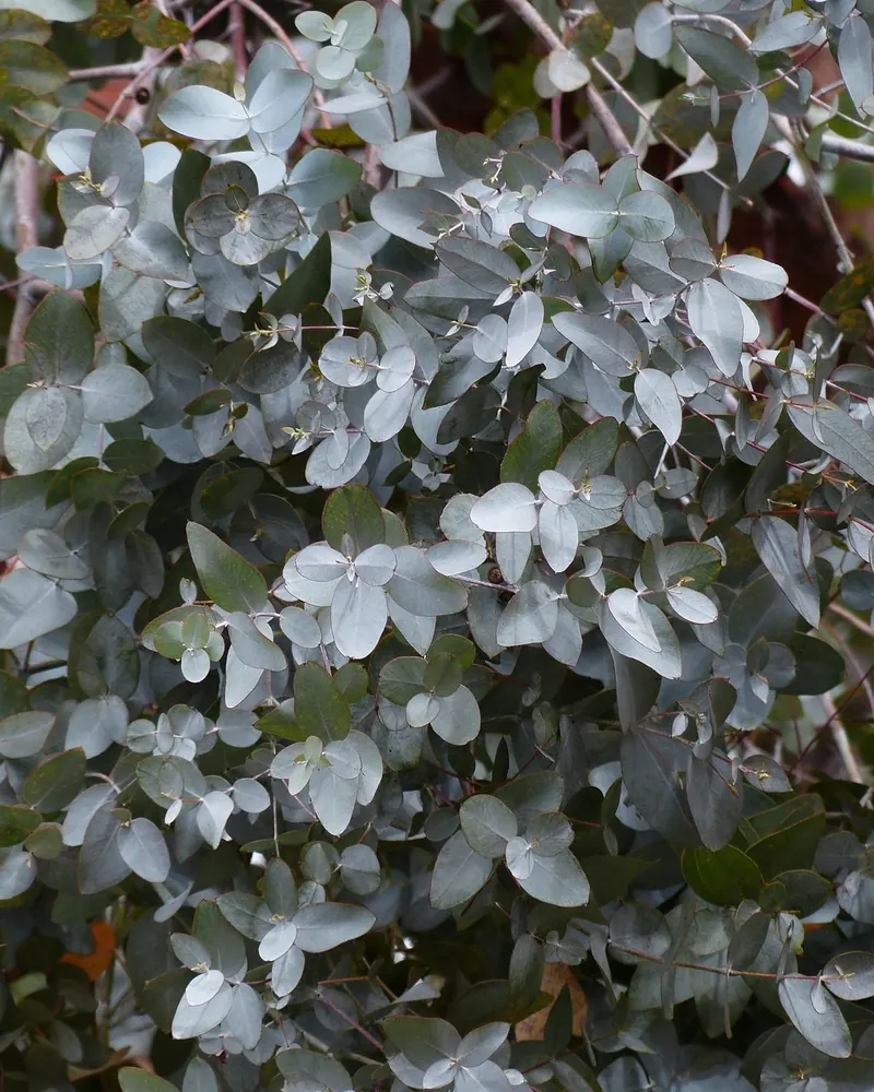 Leaves eucalyptus eucalyptus tree