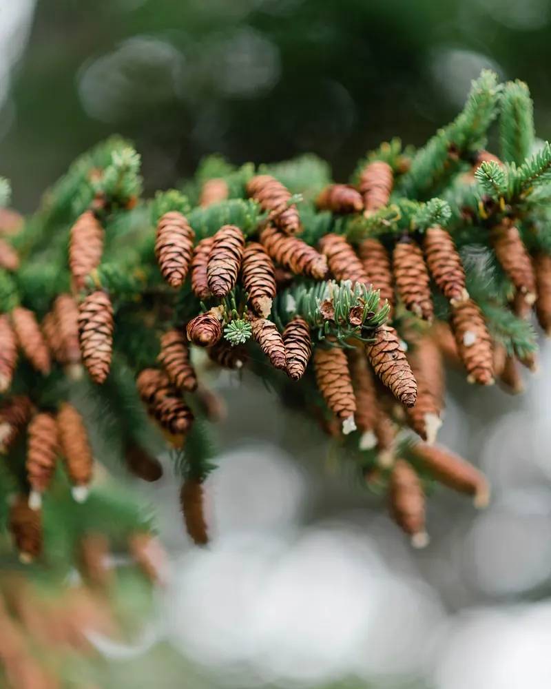 Pinecones winter fall