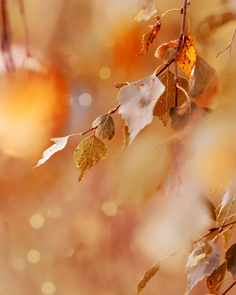 Autumn leaves foliage