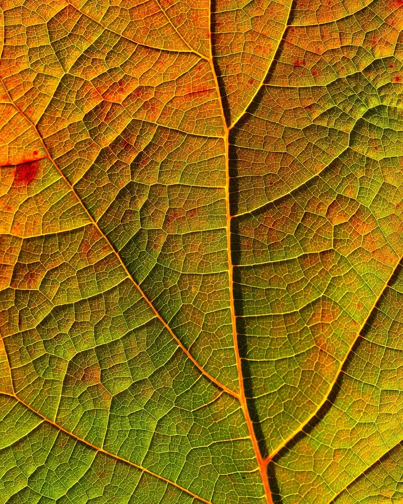 Leaf veins fall