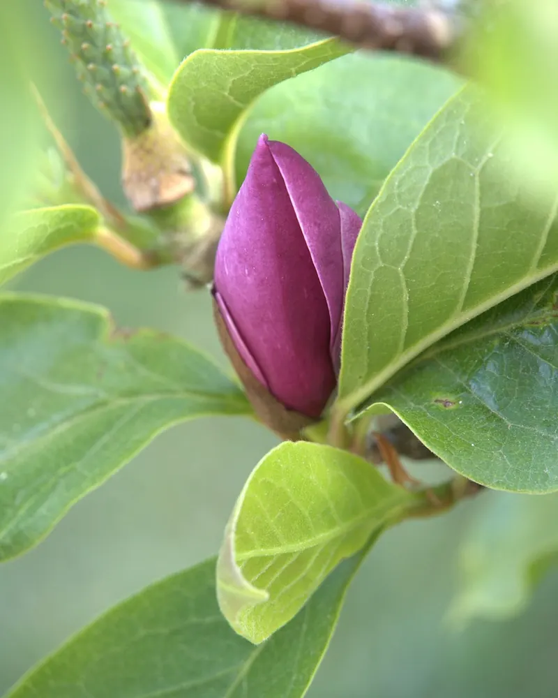 Flower magnolia tree