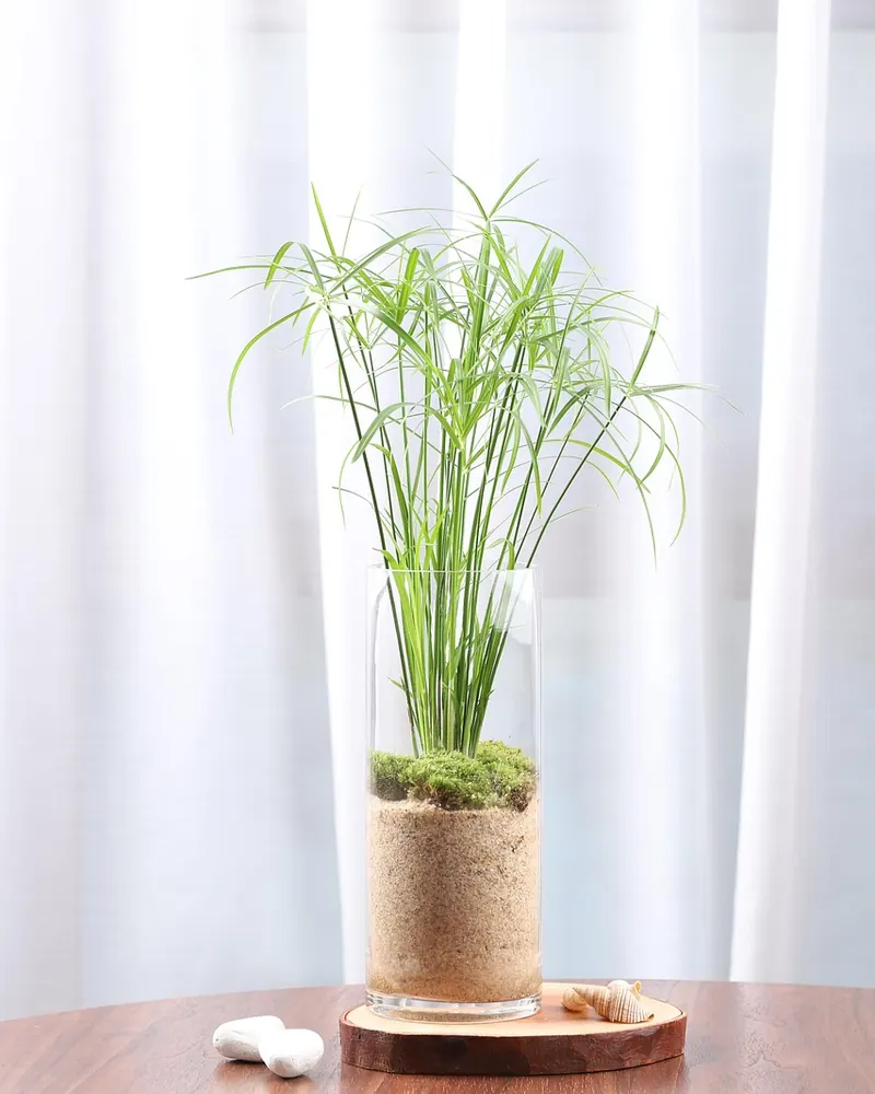 Papyrus hydroponic plants terrarium