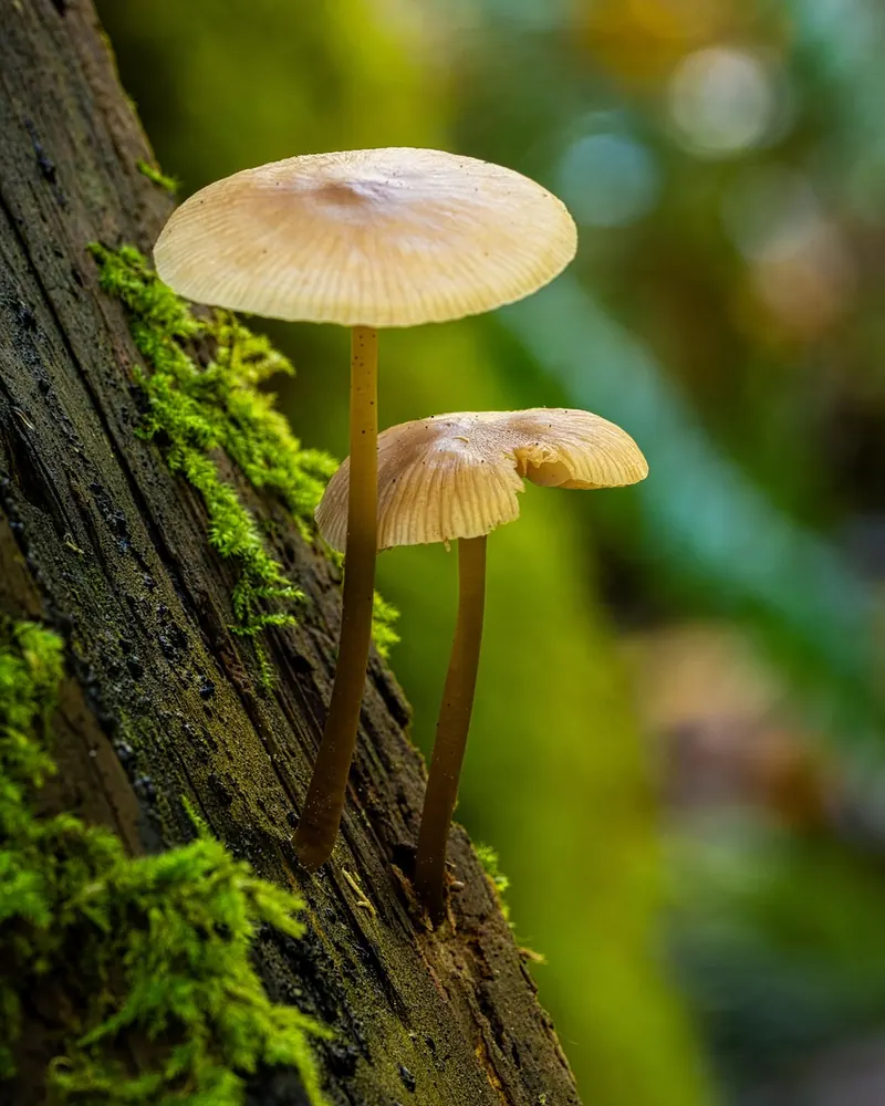Mushrooms fungi moss