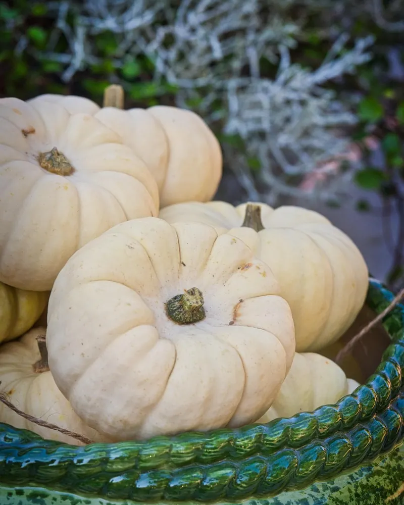 Gourd pumpkin white