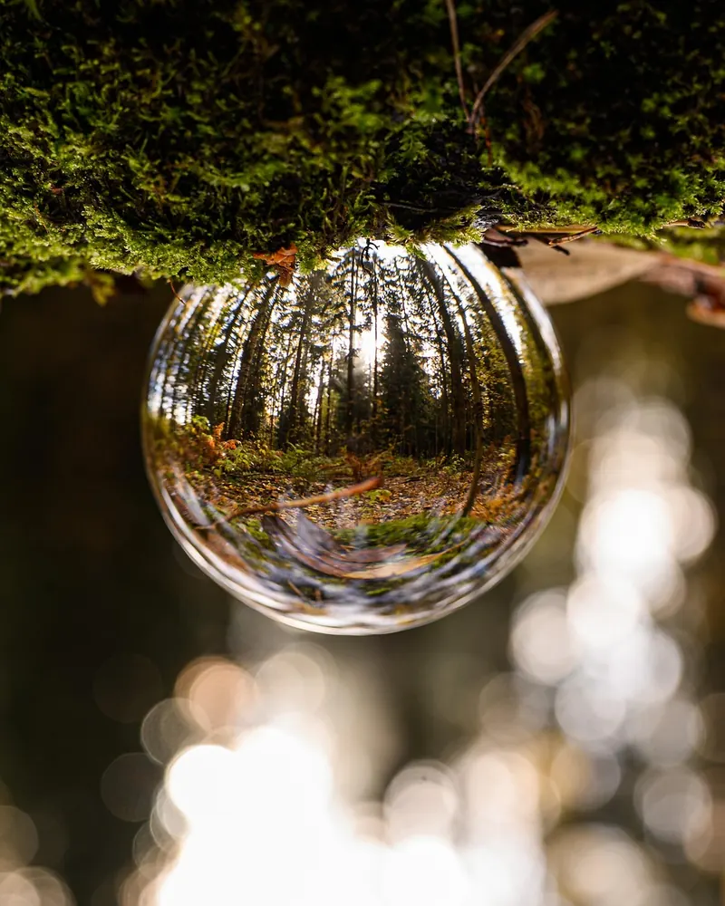 Glass ball forest nature