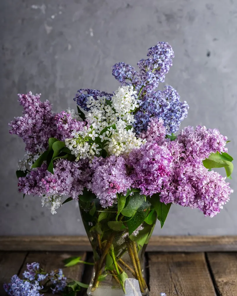 Lilacs bouquet vase