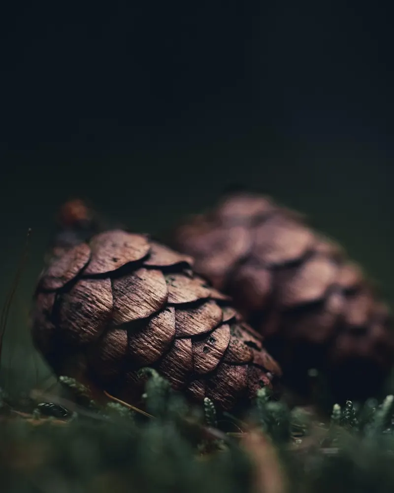 Pine cones tree cones