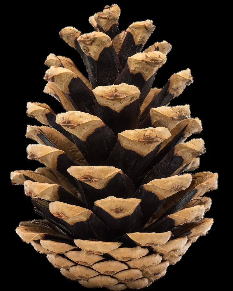 Cone pine nature