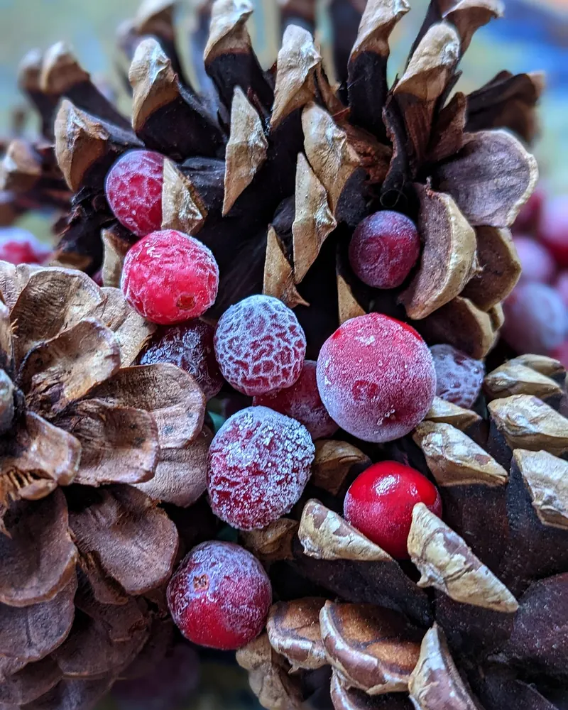 Berries frost pine cones