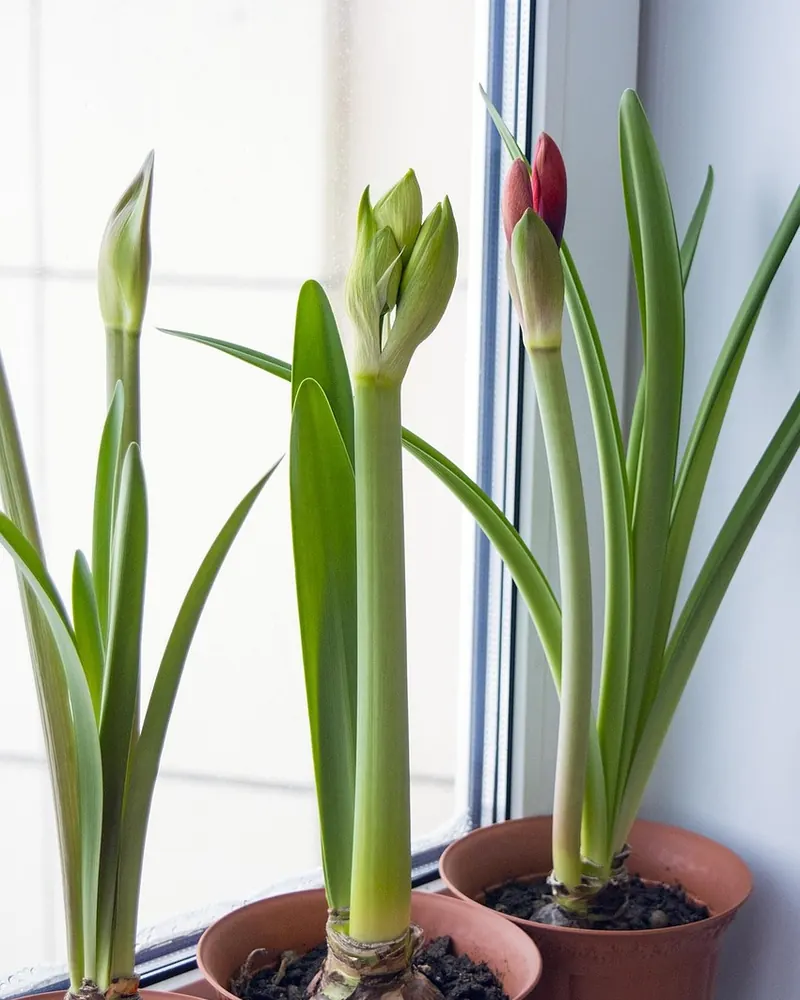 Amaryllis hippeastrum flowers on window
