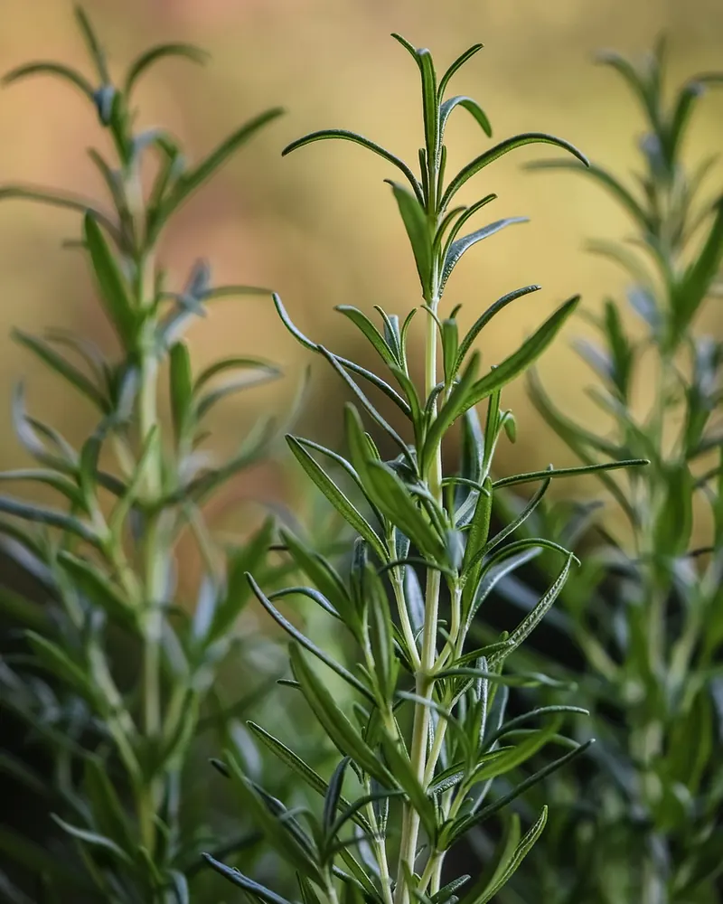 Rosemary herbs plant