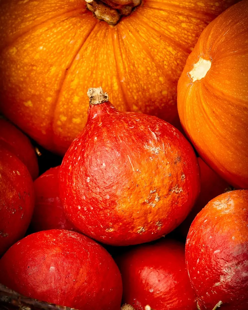 Pumpkin hokkaido orange