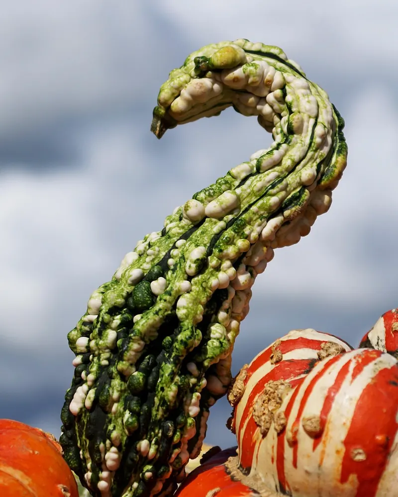 Pumpkins ornamental gourds fall