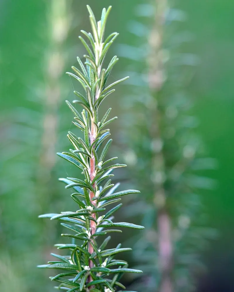 Rosemary seasoning herbs