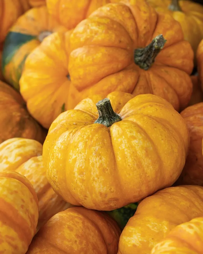 Pumpkins fall vegetables