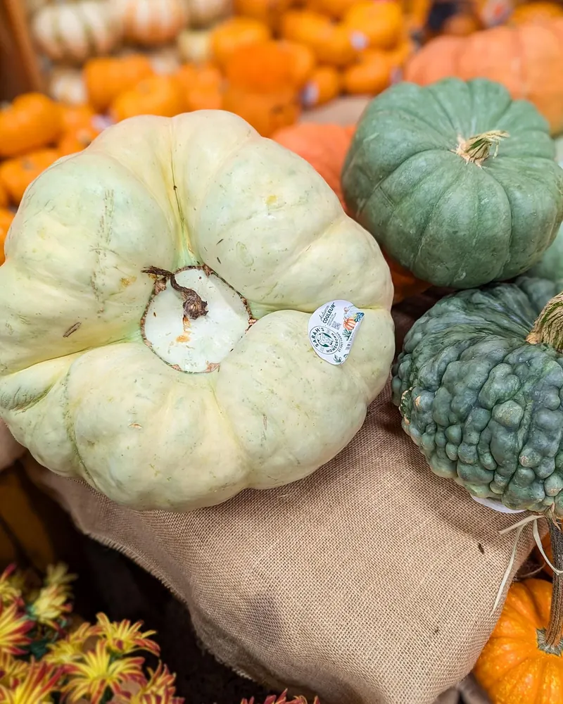 Pumpkin plant heirloom