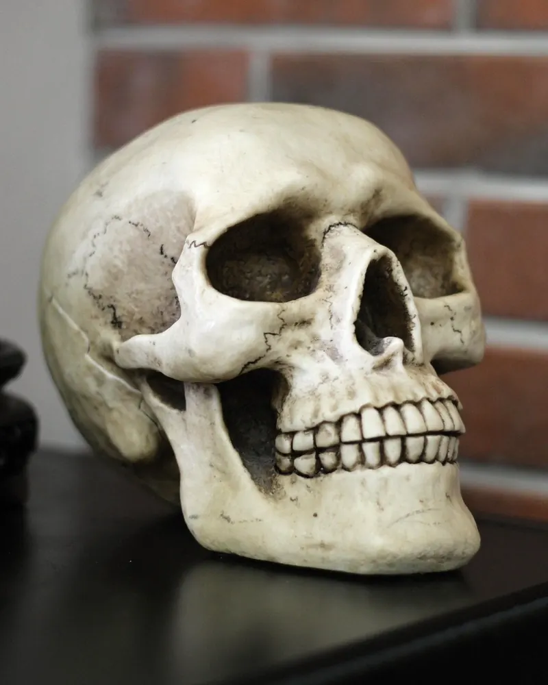 Skull human head teeth