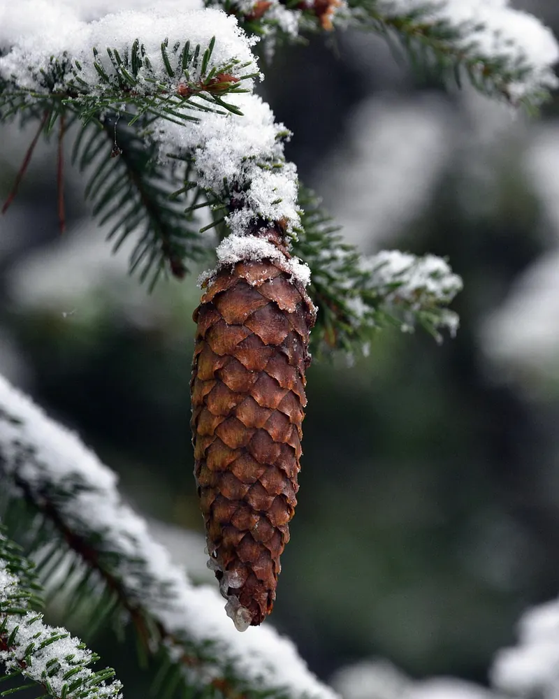 Pine cone branch snow