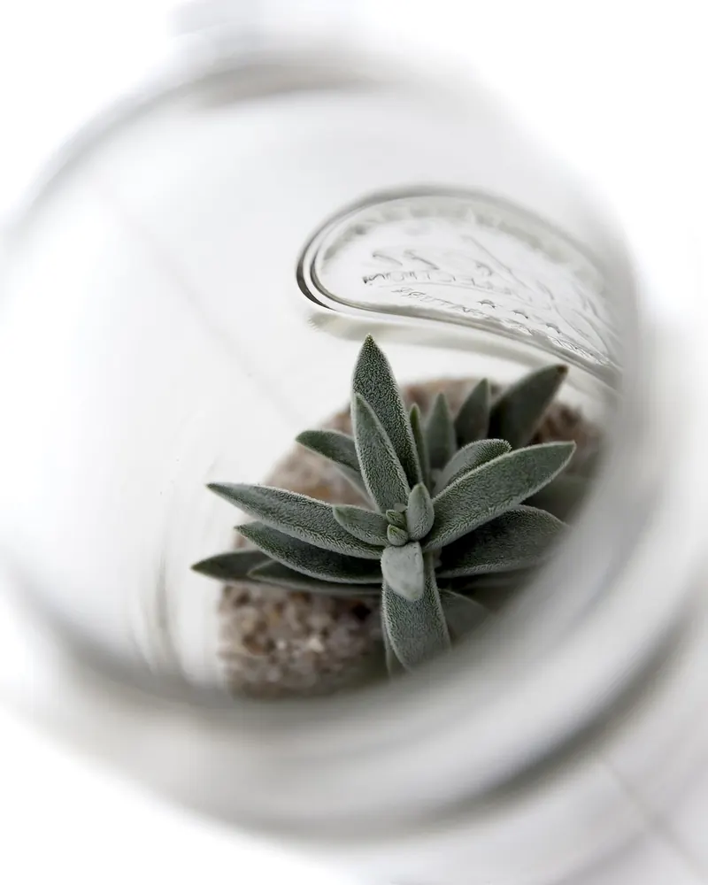 Cactus glass cactus in jar plant