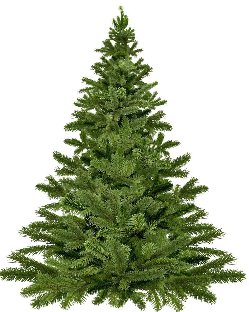 Christmas tree nature christmas