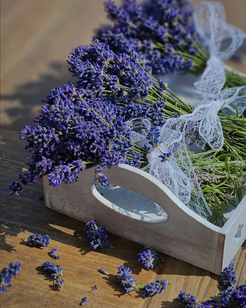 Lavender lavender bouquet dried lavender