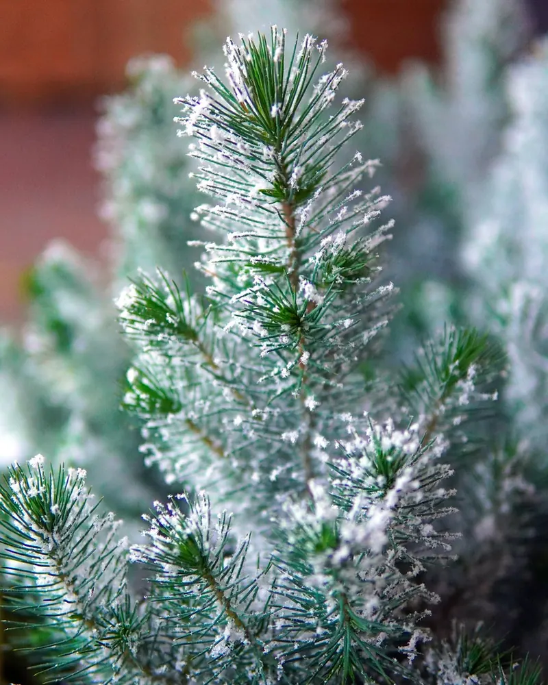 Fir branches snow winter