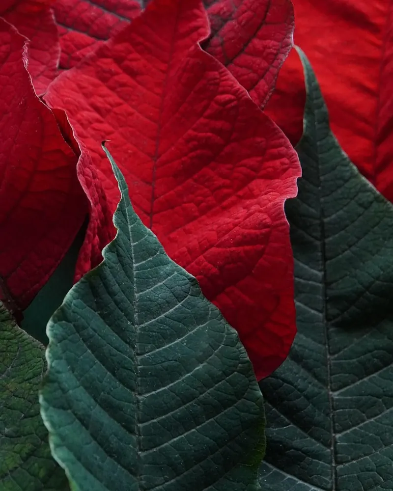 Leaves poinsettia beautiful wallpaper